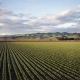 agricultural and plantation