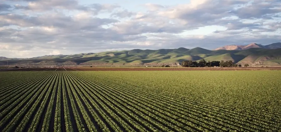 agricultural and plantation